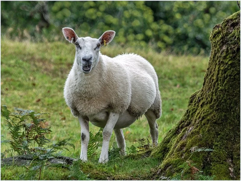 Baa to You by Peter Hodgkison - C (Adv)