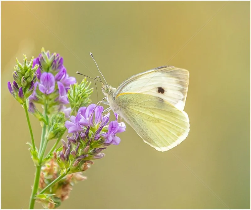 Large White Butterfly by Peter Hodgkison - C (Adv)