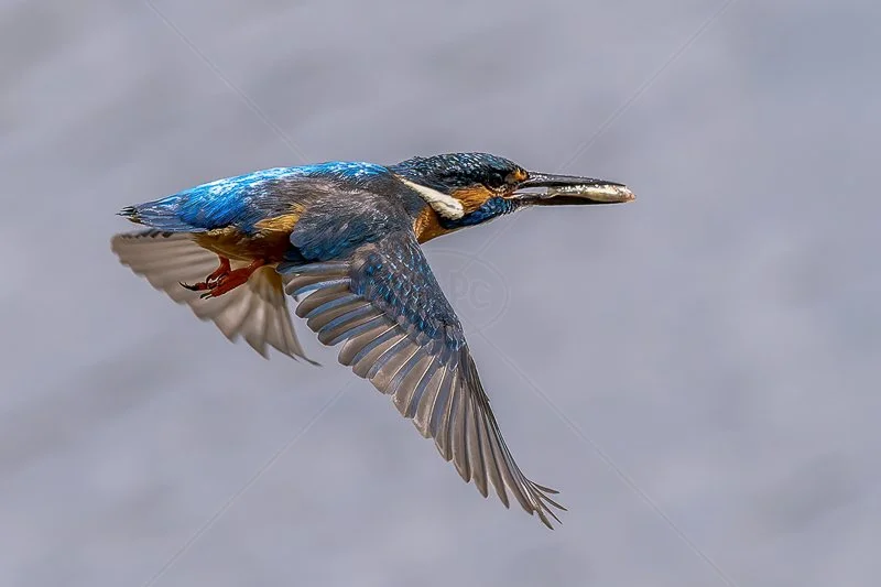 Male Kingfisher with Fish for Female by Norman O'Neill - 1st (Adv)