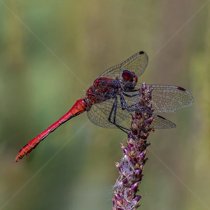 Ruddy Darter by Norman O'Neill - Third.jpg