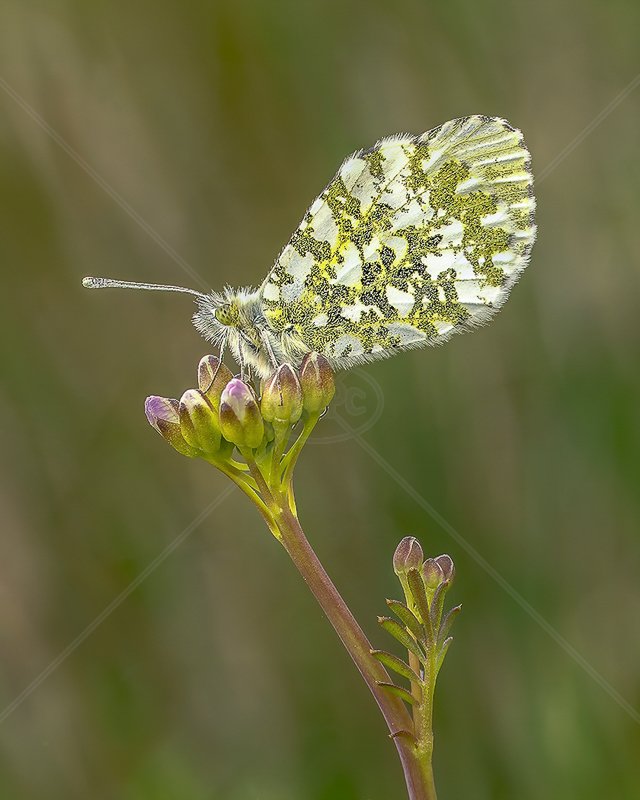  Female Orange Tip by Norman O'Neill - 3rd (Adv Col Print) 