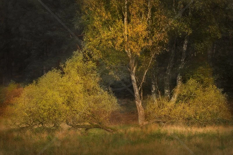  Autumn Gold by Norman O'Neill - 3rd (Landscape Print) 