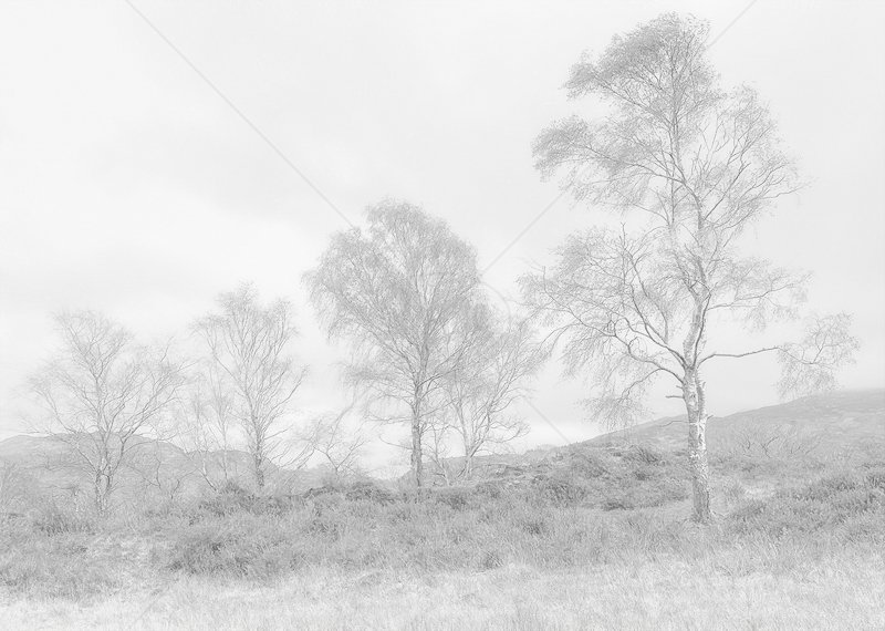  The Pale Enchantment by Norman O'Neill - 2nd (Landscape Print) 