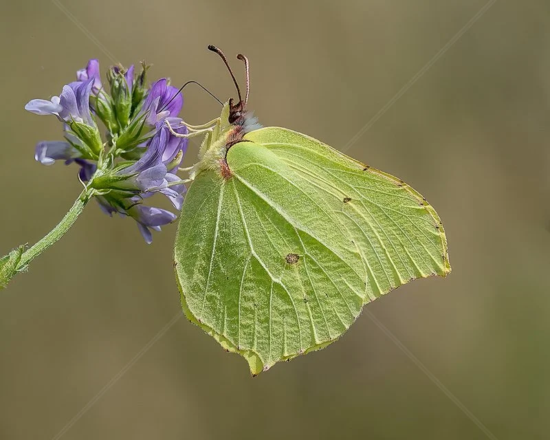 Brimstone Seeking Nectar by Norman O'Neill - 1st (Nature PDI) 