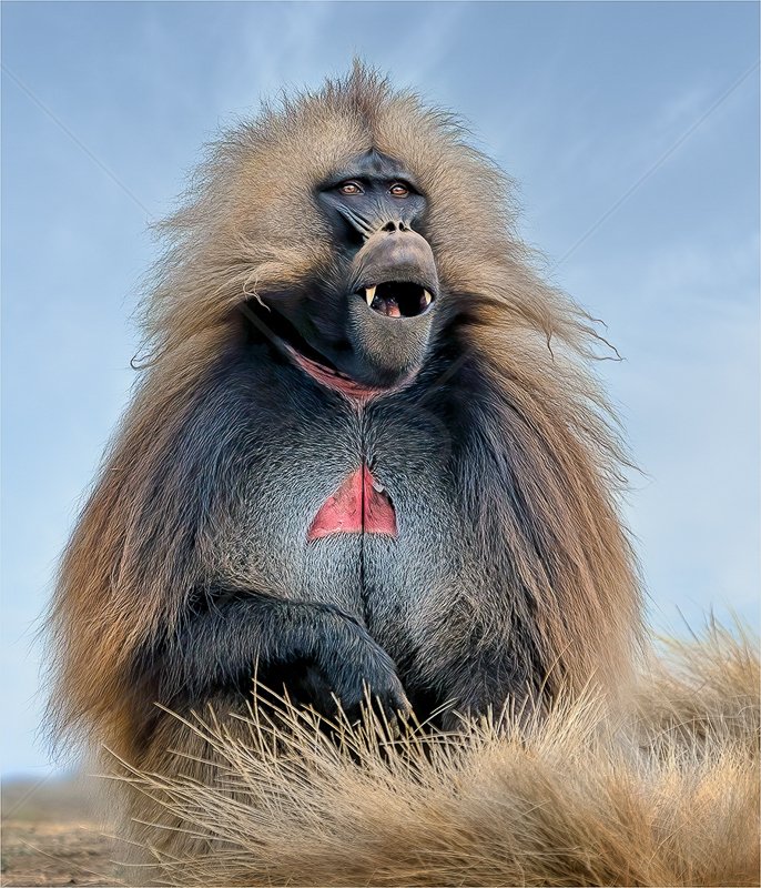  Gelada Baboon Sitting by Calvin Downes - HC (Nature PDI) 