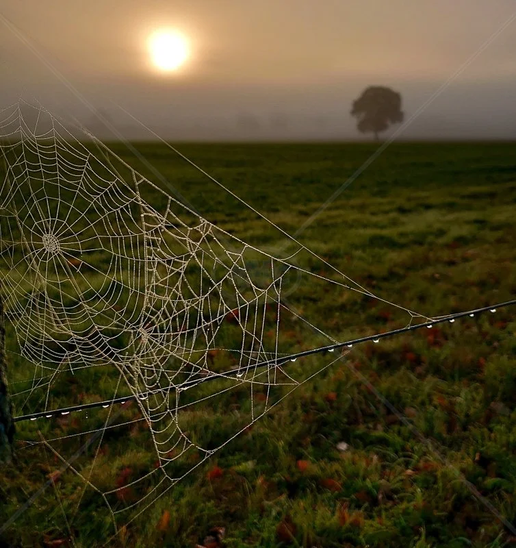  Cobweb at Sunrise by Steve Rex - 1st (Mobile) 