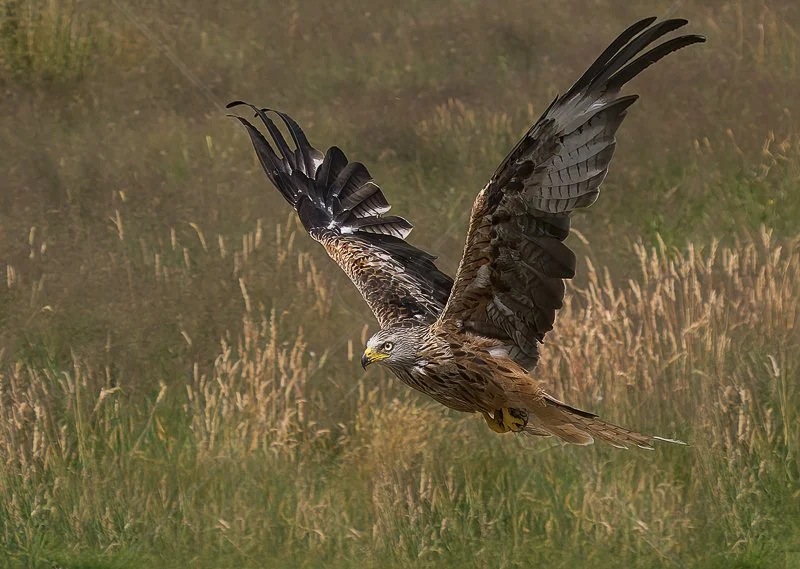  Red Kite in Flight by Norman O'Neill - 3rd (Adv) 