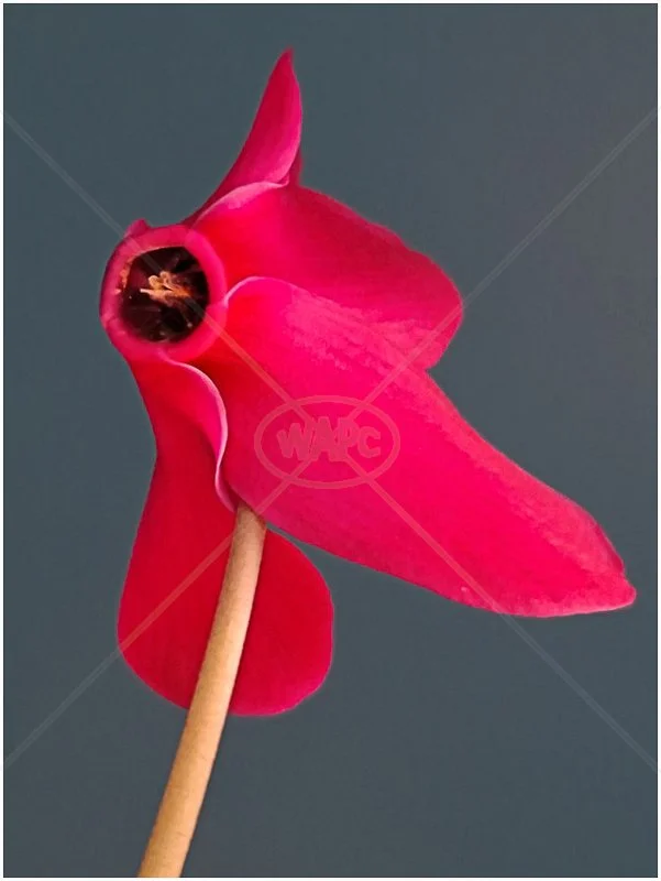  Cyclamen by Tracy Jackson - HC (Int) 