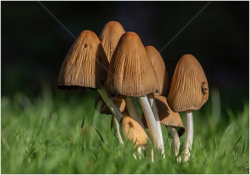  Inkcap Mushrooms by Peter Hodgkison - C (Adv) 
