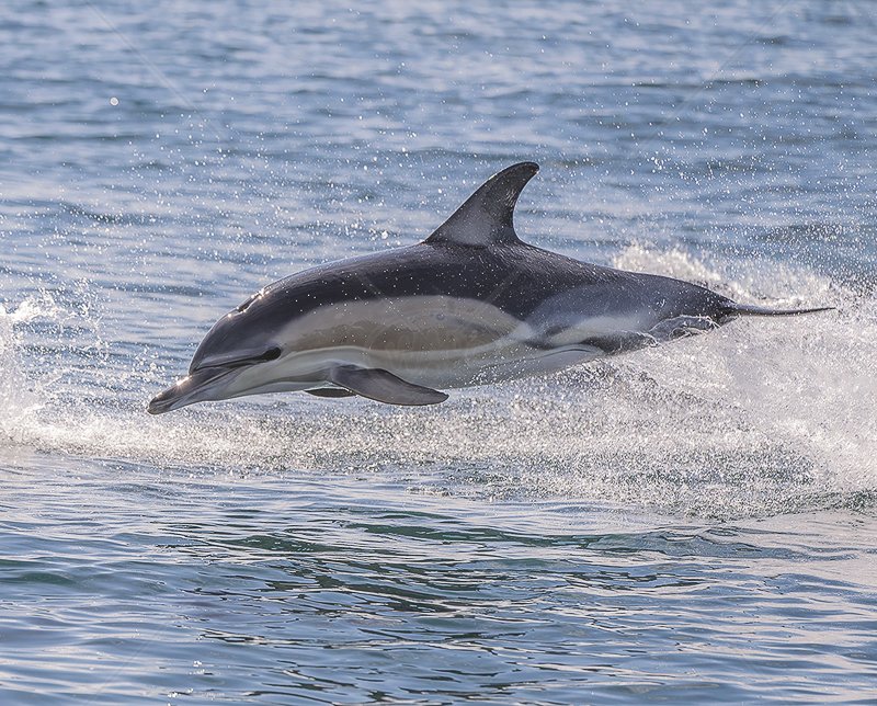  Bottle Nose Dolphin by Chris Purnell - 2nd (Int) 