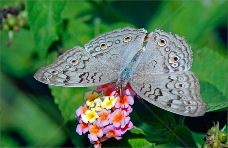  Indian Common Hedge Blue by David Prestwood - C (Int) 