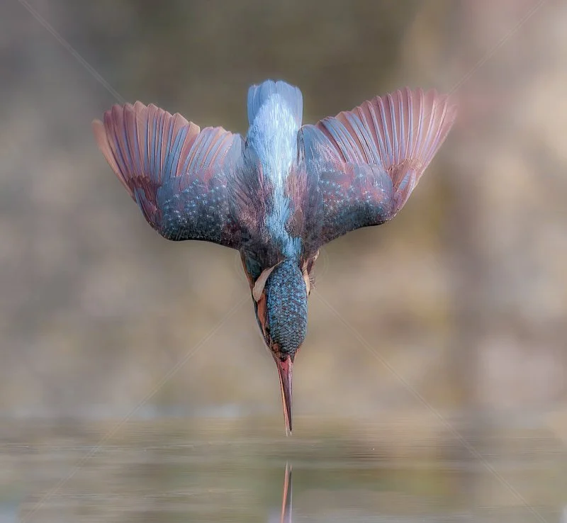  King Fisher Dive by Chris Purnell - 3rd (Int) 