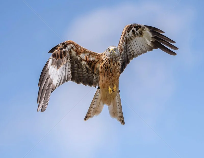 Red Kite by Chris Purnell - 1st (Int) 