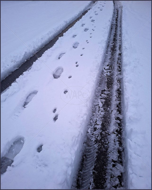  Tracks in the Snow by Tracy Jackson - C (Int) 
