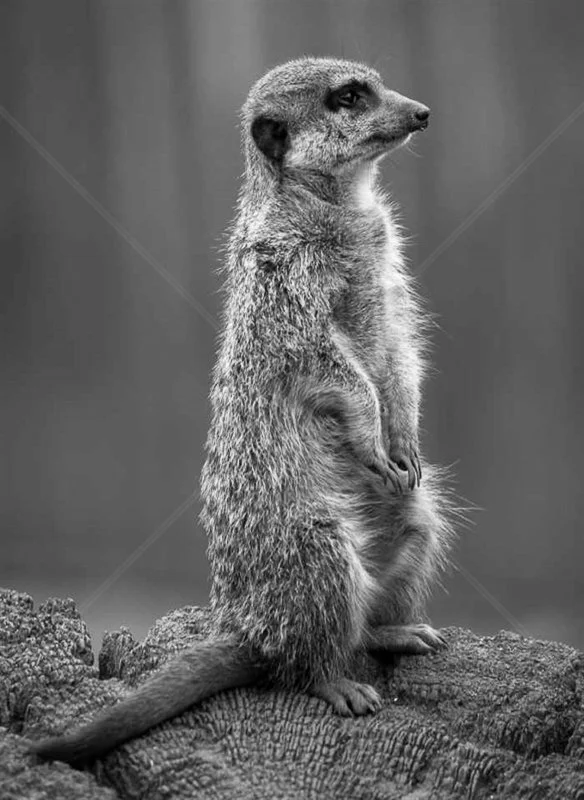  Waiting by Verity Gray - C (Int) 