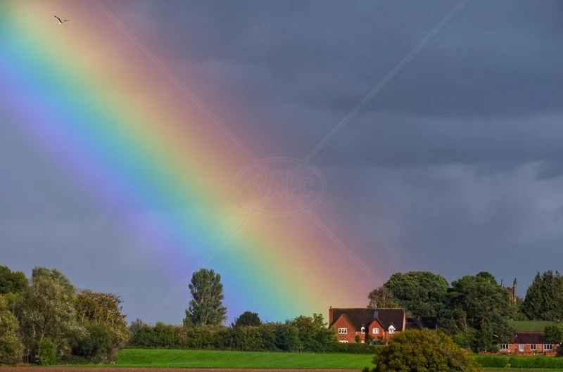  Rainbow by Steve Rex - HC  Adv (Col) 