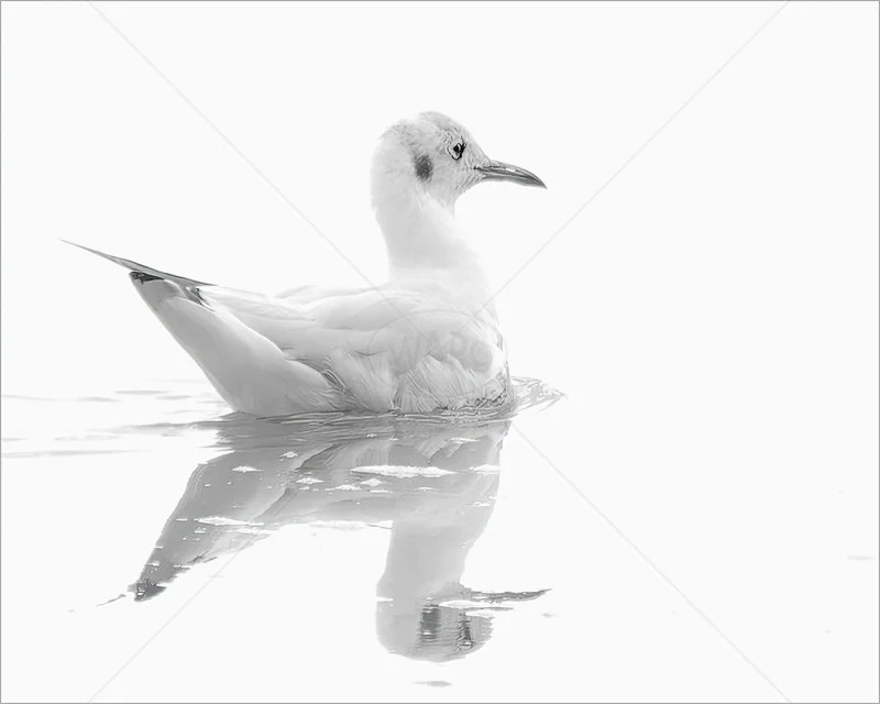  Juvenile Back-Headed Gull by Norman O'Neill - HC Adv (Mono) 