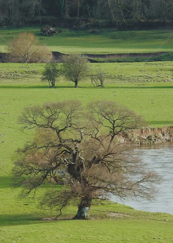  River Side Tree by Ian Burton - HC Int (Col) 