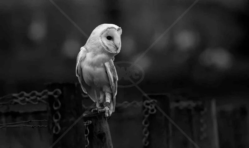  Waiting by Verity Gray - 3rd Int (Mono) 