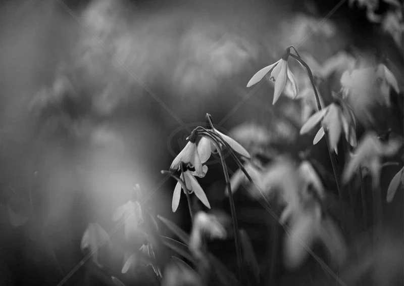  Snowdrops by Verity Gray - 1st Int (Mono) 