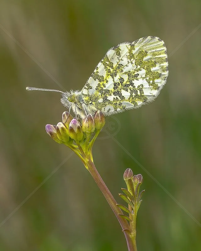  Female Orange Tip by Norman O'Neill - 3rd (Adv Col Print) 
