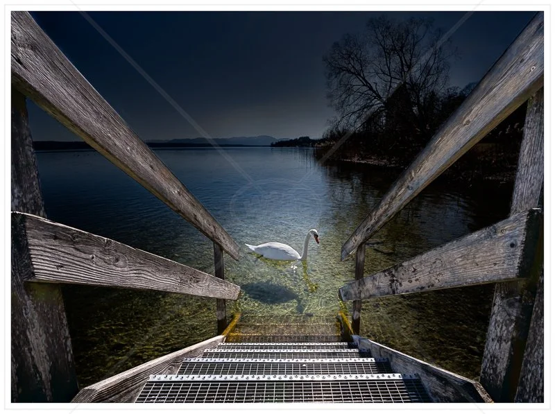  Swan Lake by Calvin Downes - C (Adv Col Print) 