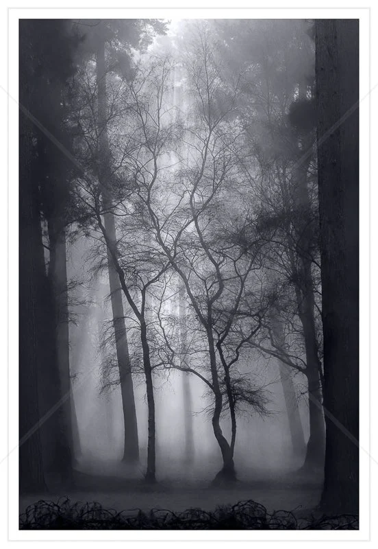  Foggy Forest by Calvin Downes - 1st (Adv Mono Print) 