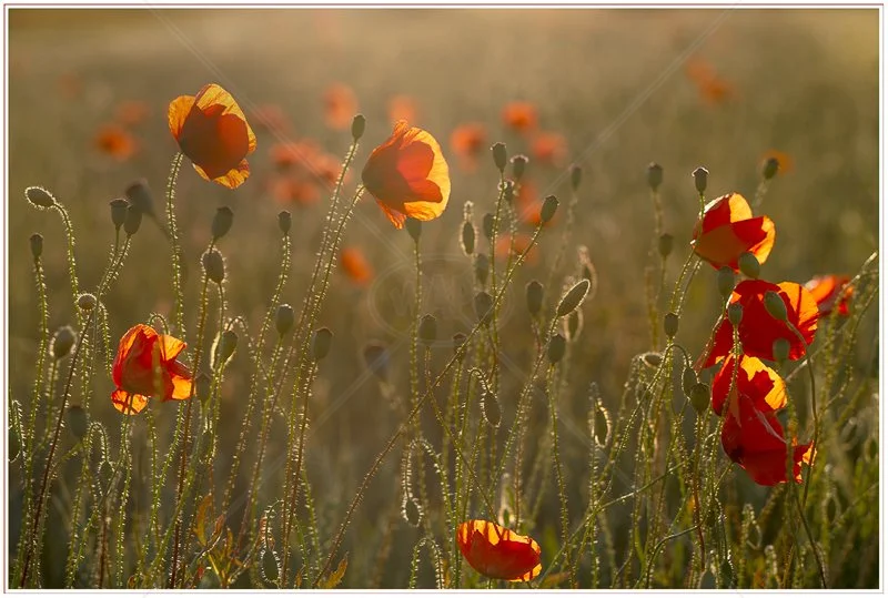  Poppies by Tim Growcott - C Adv (Col) 