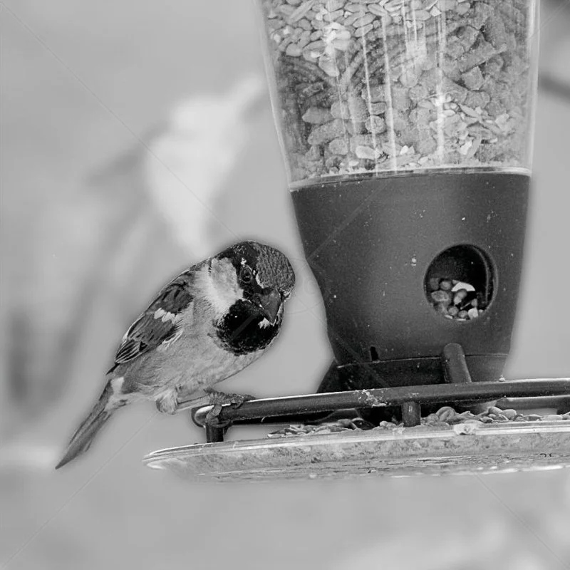  Sparrow Feeding by Tracy Jackson - 3rd (Int Mono Print) 