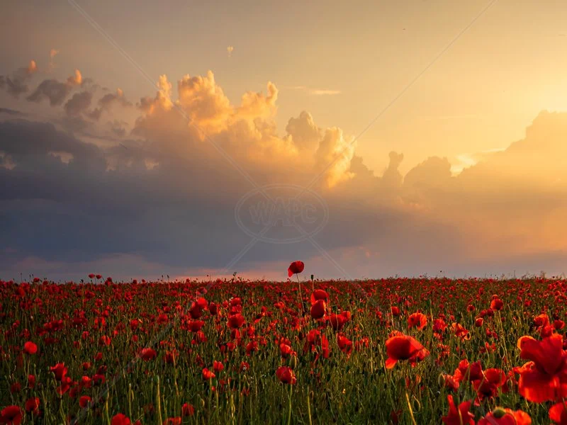  Poppies by Verity Gray - 2nd Int (Col) 