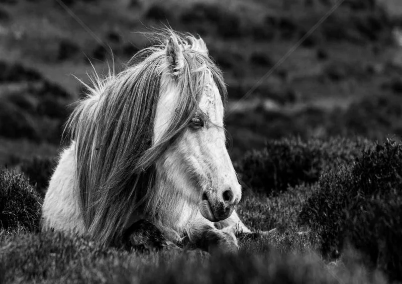  Wild Pony by Verity Gray - 2nd Int (Mono) 