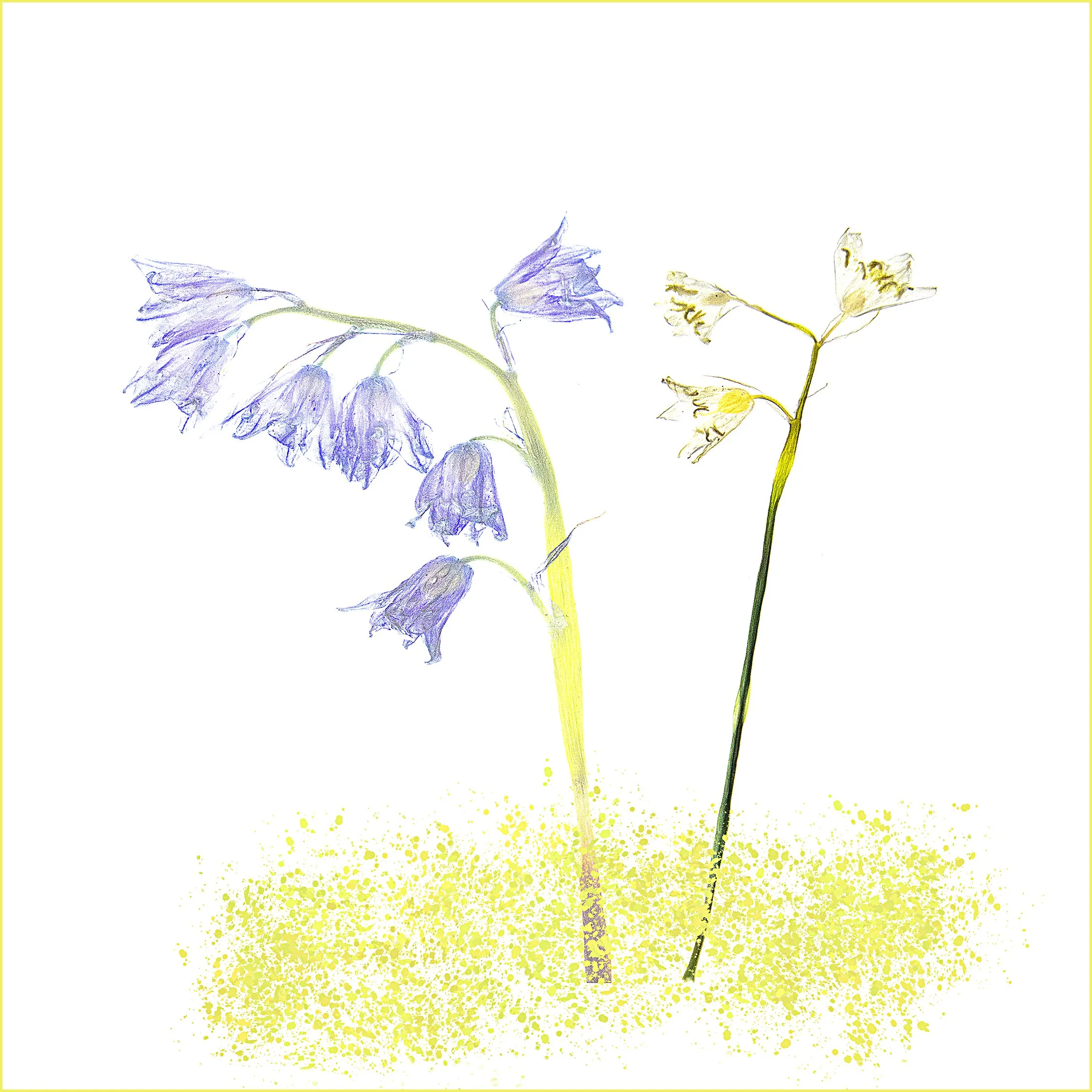 '‘Creative Flower Photography’' - A Zoom talk by Cherry Larcombe EFIAP ARPS DPAGB BPE*5