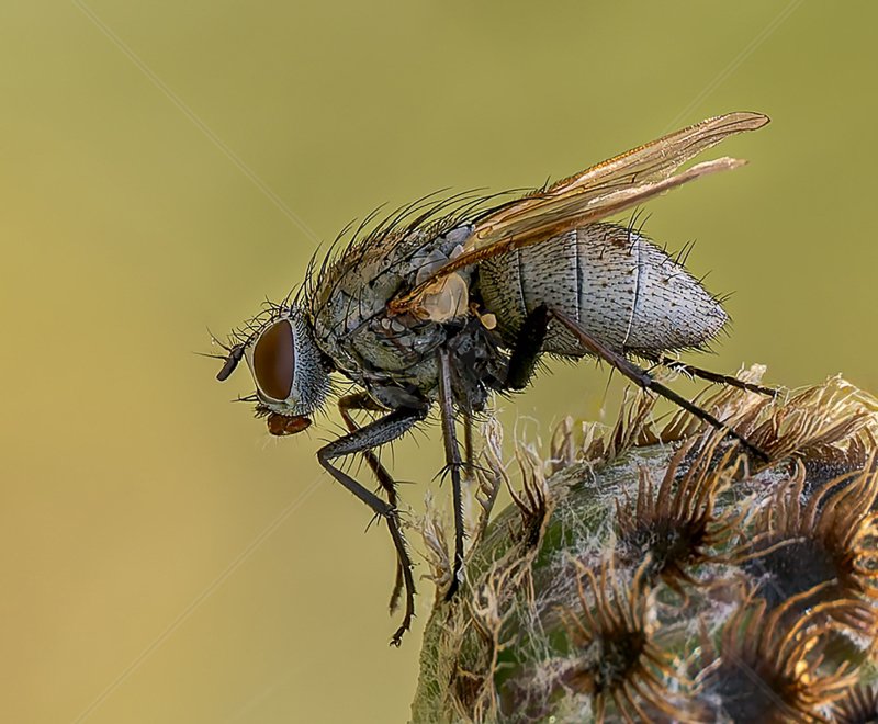  Coenosia Tigrina by Norman O'Neill - 2nd (Adv) 