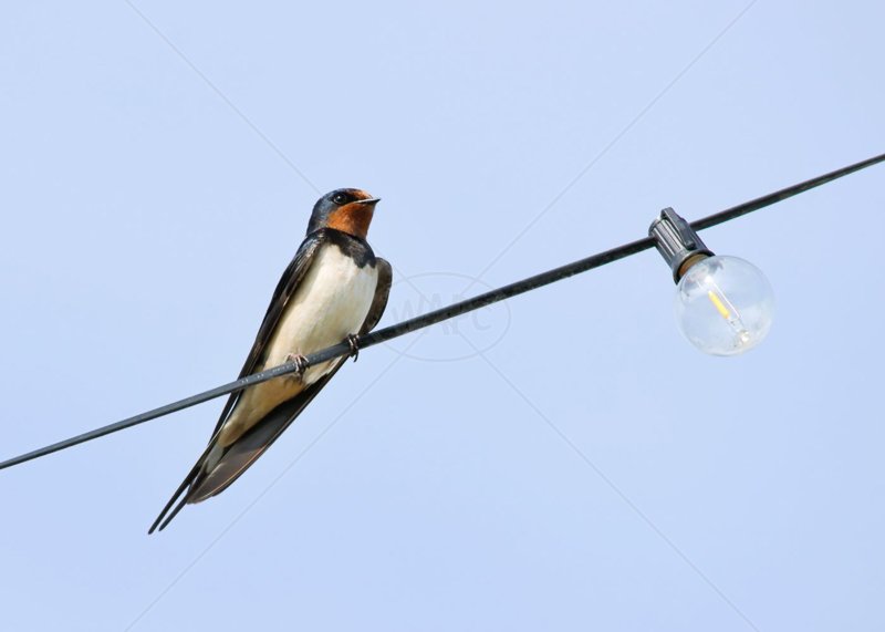  A Light Bulb Moment by Ian Burton - C (Int) 