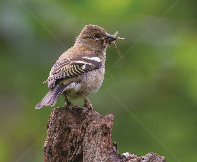  Chaffinch with a Mayfly by Chris Purnell - 1st (Int) 