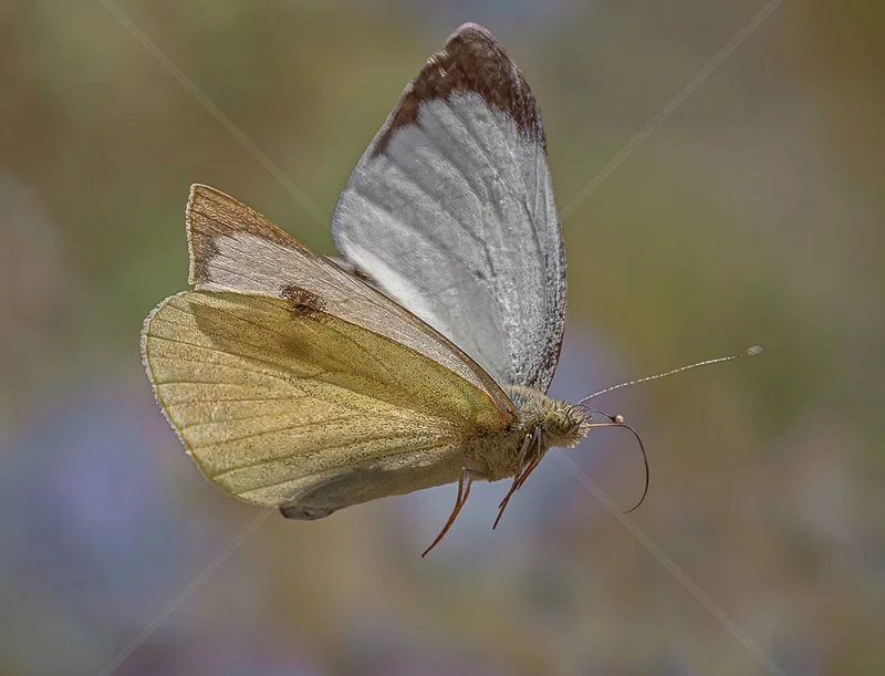  Common White Butterfly by Chris Purnell - HC (Int) 