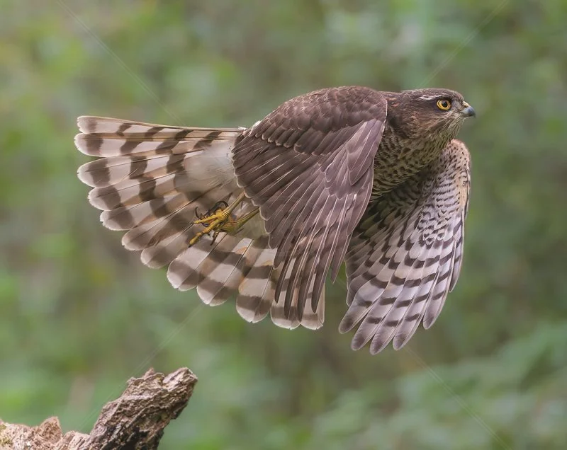  Sparrow Hawk by Chris Purnell - 3rd (Int) 