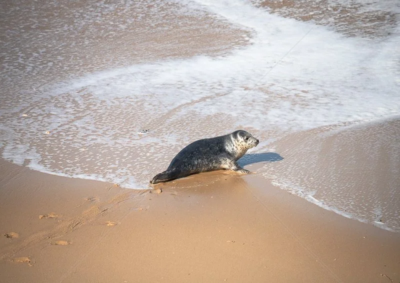  Trails by Verity Gray - C (Int) 