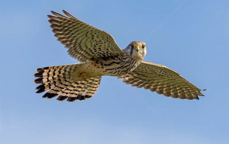  Kestrel Hovering by Norman O'Neill - HC (Adv) 