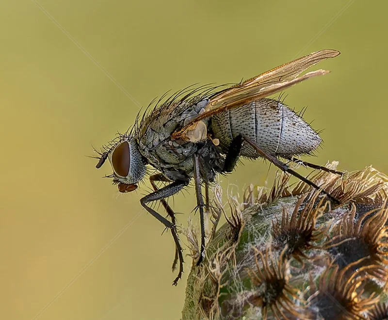  Coenosia Tigrina by Norman O'Neill - 2nd (Adv) 