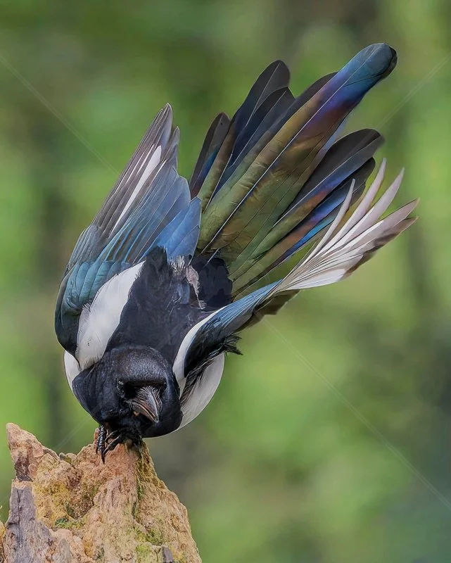  Magpie by Chris Purnell - HC (Int col) 