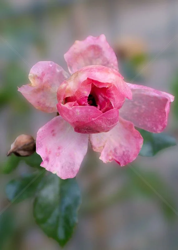  Rose Bud by Tracy Jackson - 3rd (Int col) 