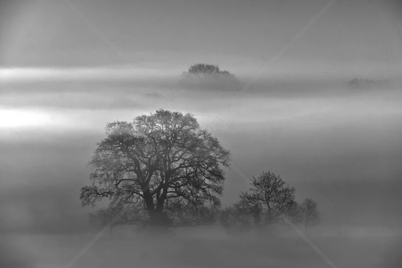  Morning Mist by Steve Rex - 3rd (Adv mono) 