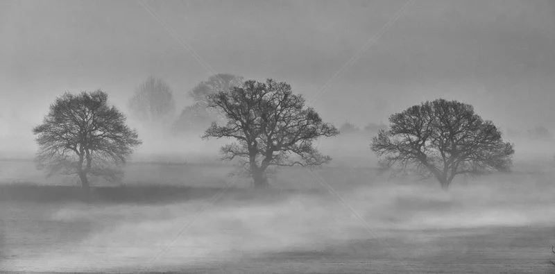  Oak Trees by Steve Rex - 1st (Adv mono) 