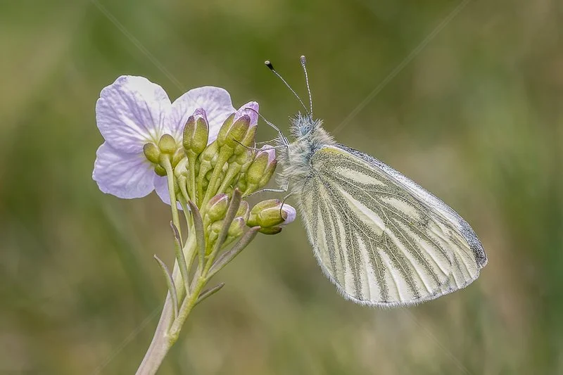  Green-Veined White by Norman O'Neill - 1st (Adv col) 