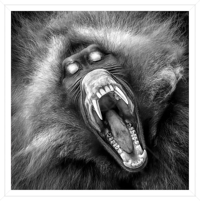  Gelada Yawning by Calvin Downes - C (Adv mono) 