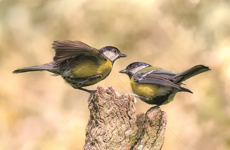  Courting Great Tits by Chris Purnell - 2nd (Int col) 