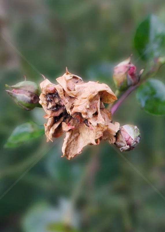  Dead Head by Tracy Jackson - C (Int col) 