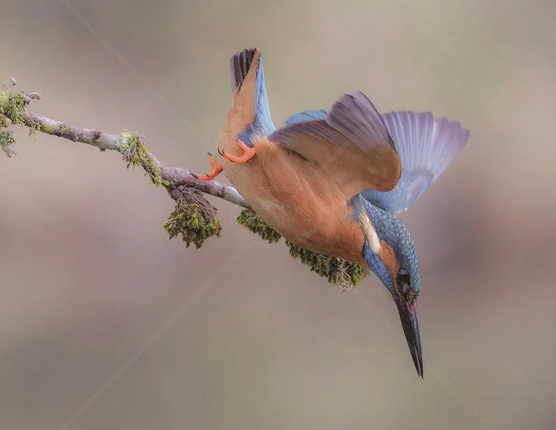  Kingfisher by Chris Purnell - 1st (Int col) 