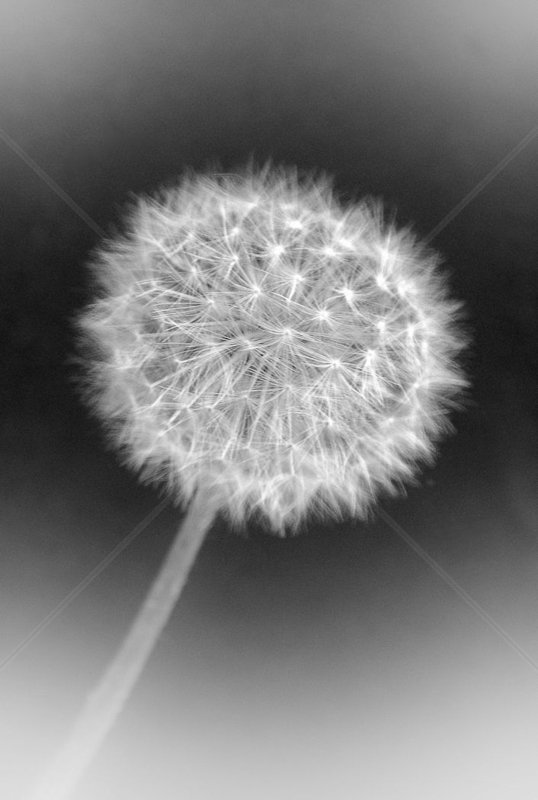  Dandilion Clock (2) B&W by Tracy Jackson - 1st (Int mono) 